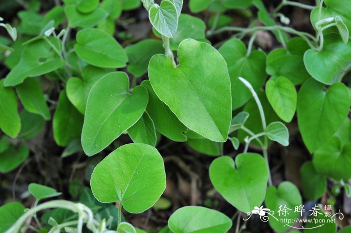 绵毛马兜铃Aristolochia mollissima