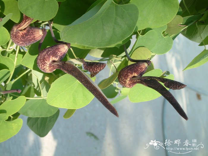 麻雀花Aristolochia ringens