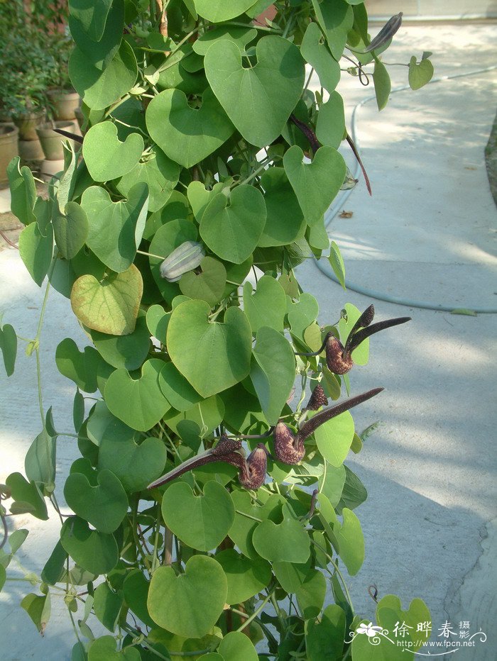 麻雀花Aristolochia ringens