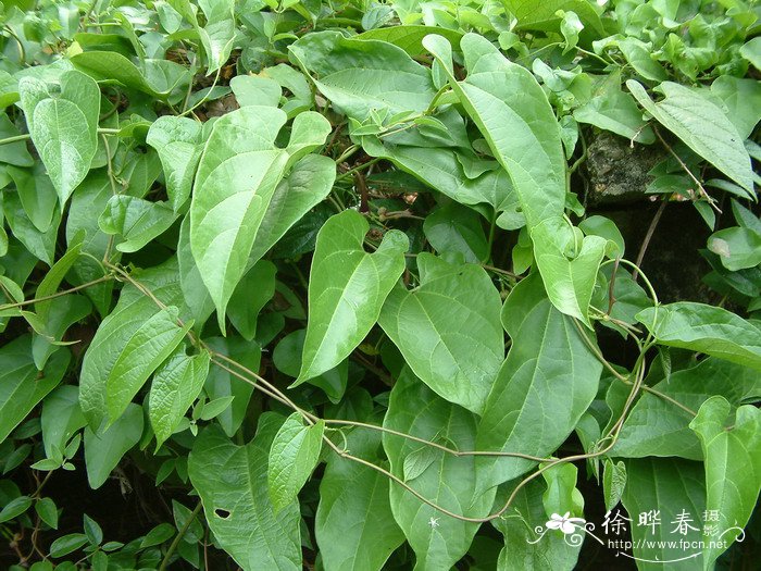 耳叶马兜铃Aristolochia tagala