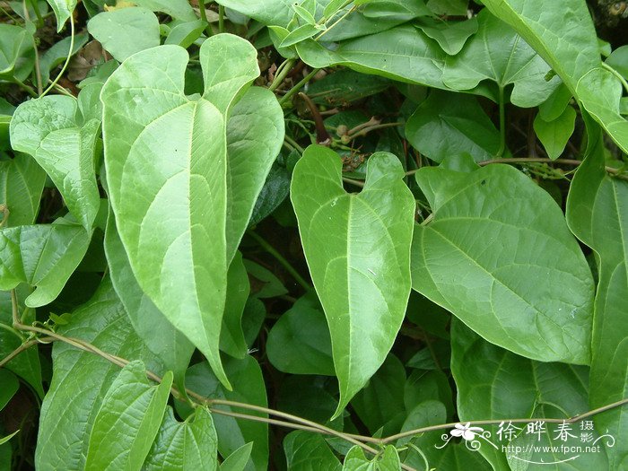 耳叶马兜铃Aristolochia tagala