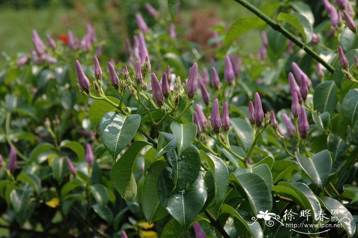 橡胶紫茉莉Cryptostegia grandiflora