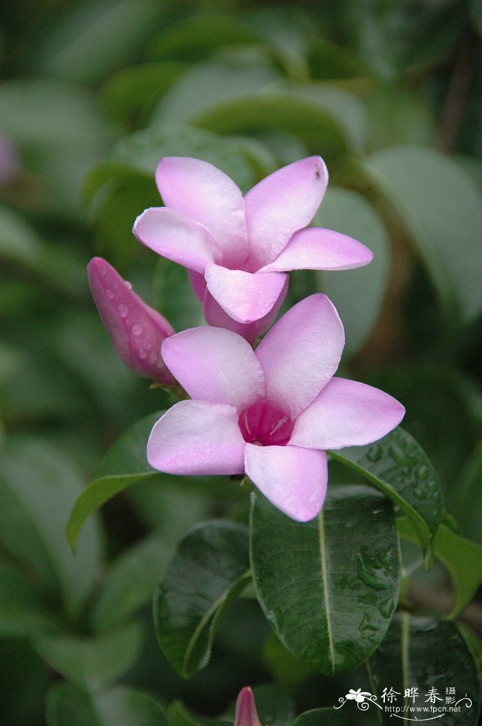 橡胶紫茉莉Cryptostegia grandiflora