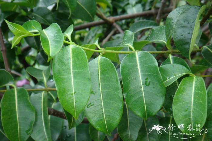 橡胶紫茉莉Cryptostegia grandiflora