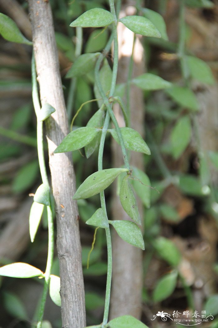 眼树莲Dischidia chinensis