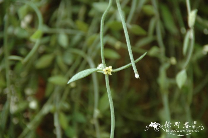 眼树莲Dischidia chinensis