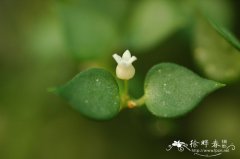 钮扣玉藤Dischidia ruscifolia