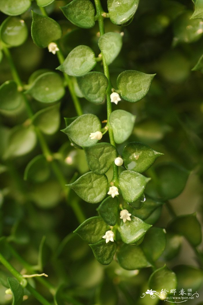 钮扣玉藤Dischidia ruscifolia