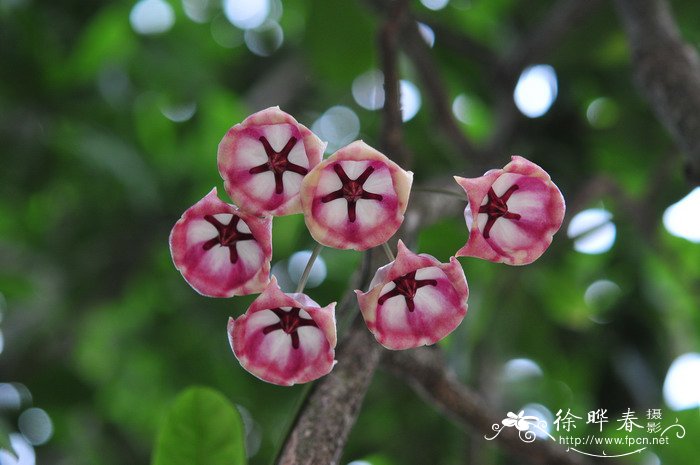 大花球兰Hoya archboldiana