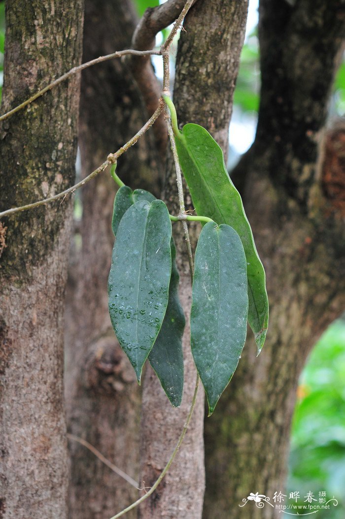 大花球兰Hoya archboldiana