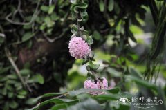 卷叶球兰：Hoya carnosa ‘Compacta’