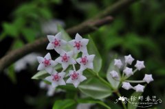贝拉球兰Hoya lanceolata subsp. bella