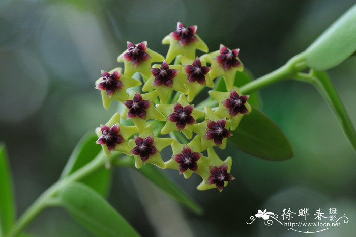 孜然球兰Hoya cumingiana