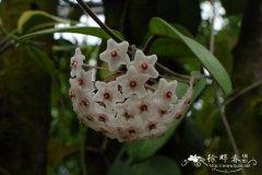 护耳草球兰Hoya fungii