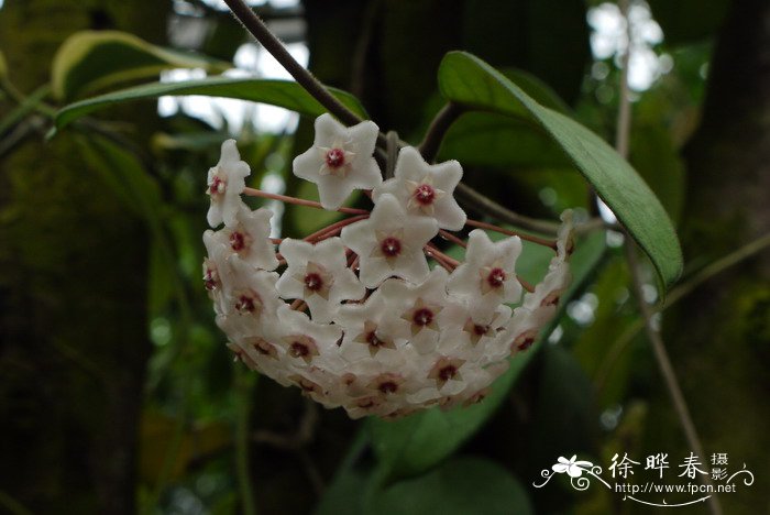 护耳草球兰Hoya fungii