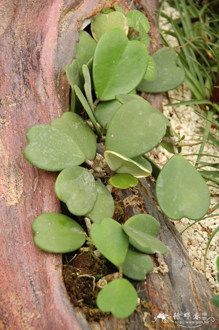 心叶球兰Hoya kerrii
