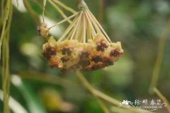 宽叶球兰Hoya latifolia