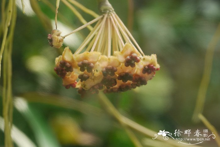 宽叶球兰Hoya latifolia