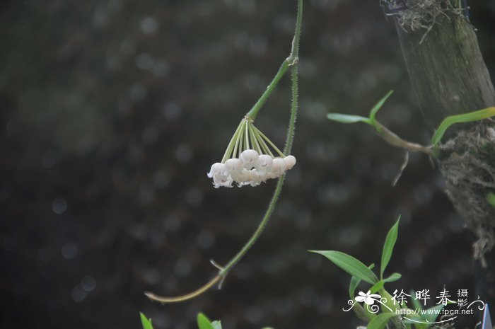 方叶球兰Hoya rotundiflora