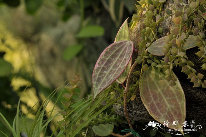 大叶球兰锦 Hoya macrophylla 'Variegata'