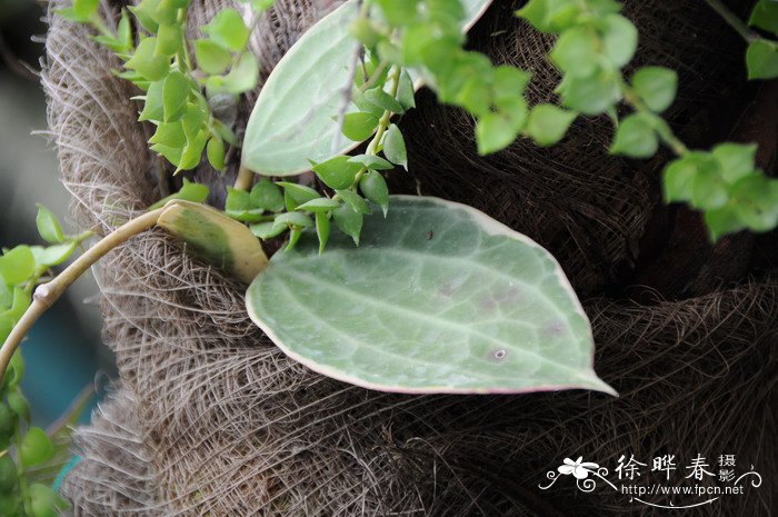 大叶球兰锦 Hoya macrophylla 'Variegata'