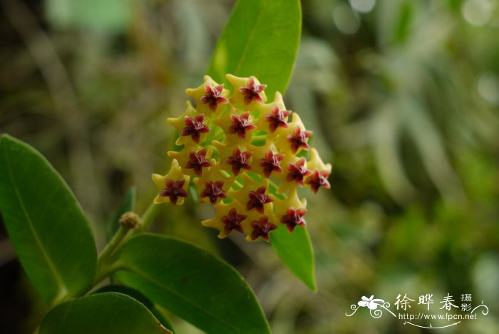 密叶球兰Hoya densifolia