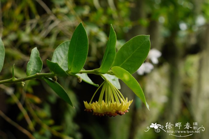 密叶球兰Hoya densifolia