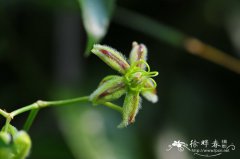 杠柳Periploca sepium