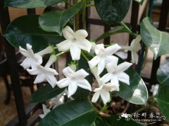 多花黑鳗藤Stephanotis floribunda