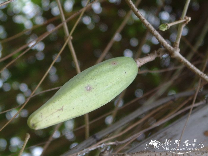 夜来香Telosma cordata