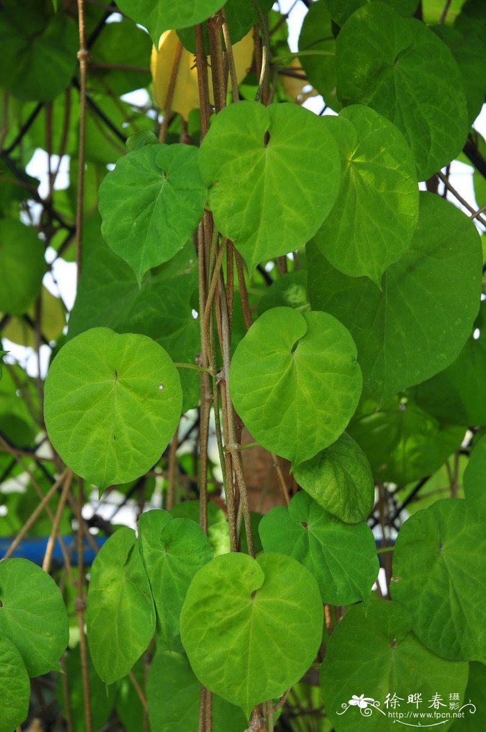 夜来香Telosma cordata