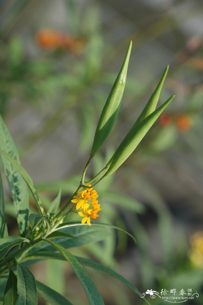 黄冠马利筋Asclepias curassavica ‘Flaviflora’