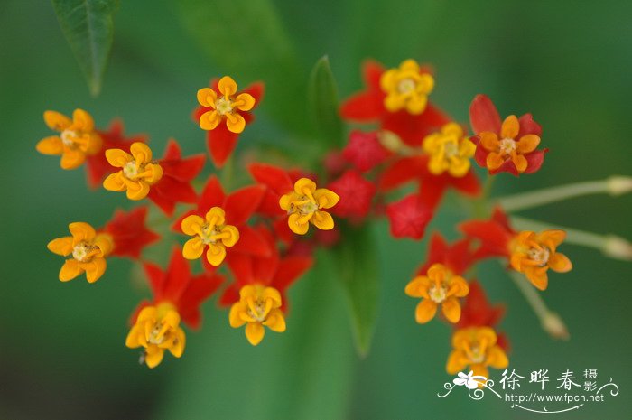 马利筋Asclepias curassavica