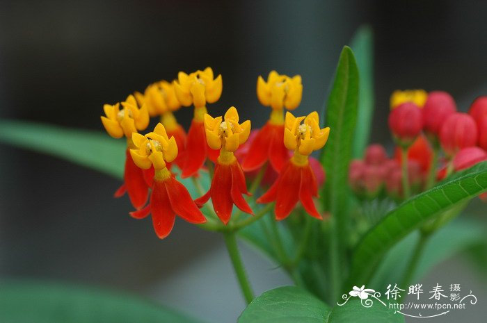 马利筋Asclepias curassavica