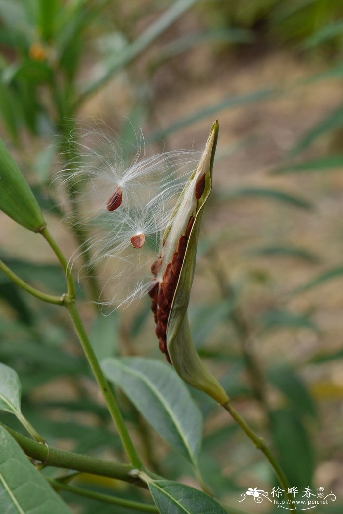 马利筋Asclepias curassavica