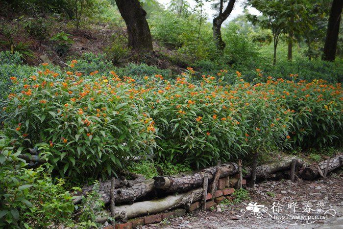 马利筋Asclepias curassavica