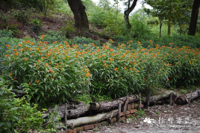 马利筋Asclepias curassavica