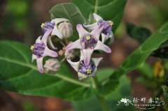 牛角瓜Calotropis gigantea