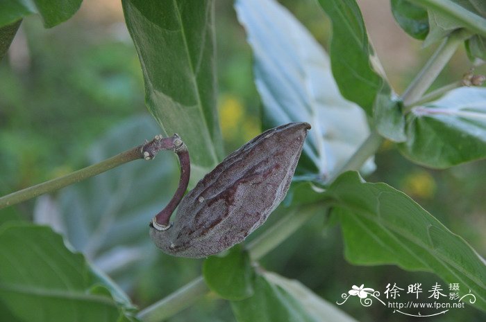 牛角瓜Calotropis gigantea