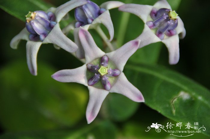 牛角瓜Calotropis gigantea