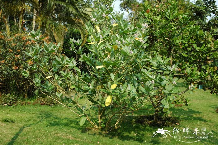 牛角瓜Calotropis gigantea