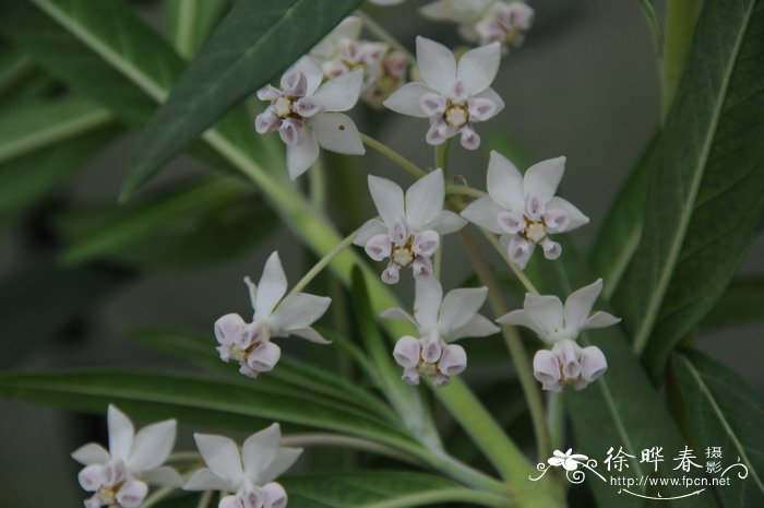 钝钉头果Asclepias physocarpa