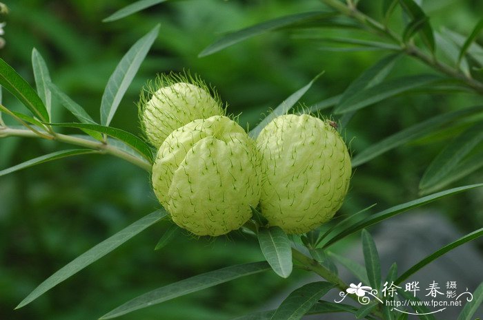 钝钉头果Asclepias physocarpa