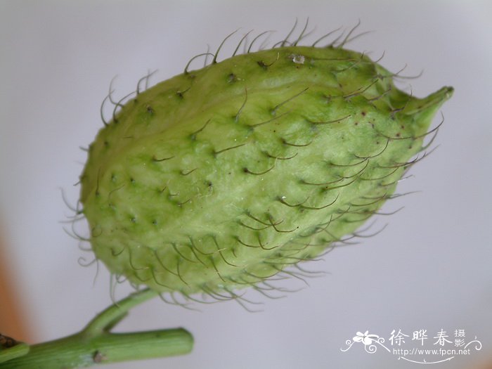 钉头果Gomphocarpus fruticosus