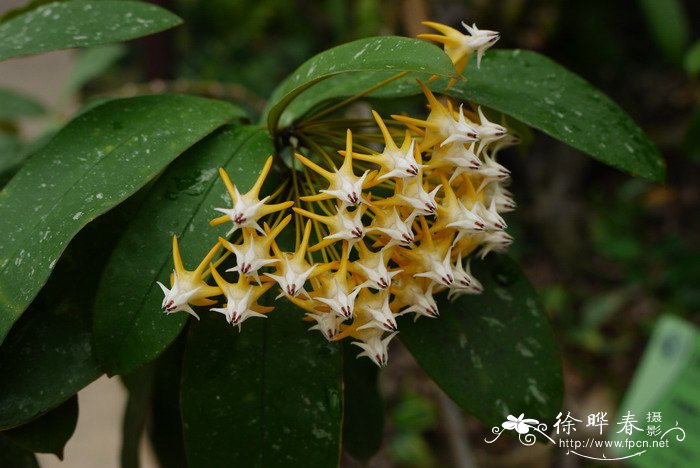 慧星球兰Hoya multiflora