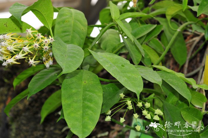 慧星球兰Hoya multiflora