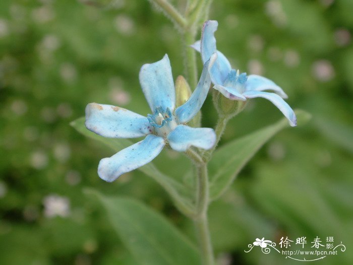 天蓝尖瓣木Oxypetalum coeruleum