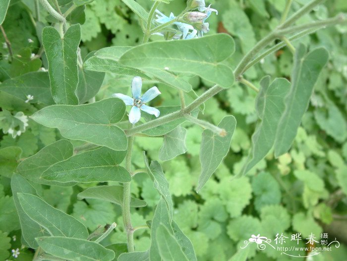 天蓝尖瓣木Oxypetalum coeruleum