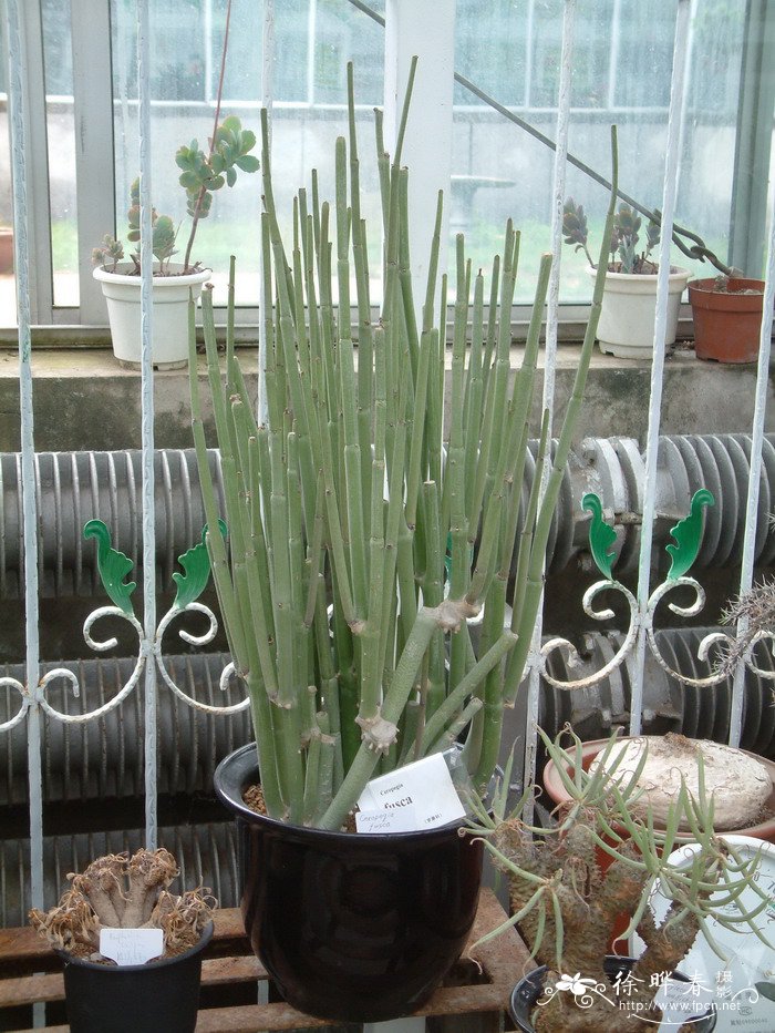 浓云Ceropegia fusca