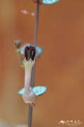 爱之蔓Ceropegia woodii